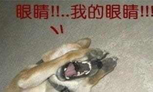CF闪光弹 CF闪光弹